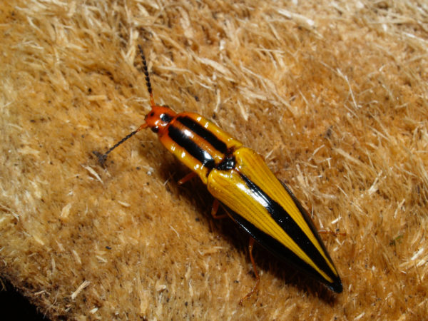  Semiotus sp03