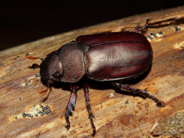  Spodochlamys cupreola