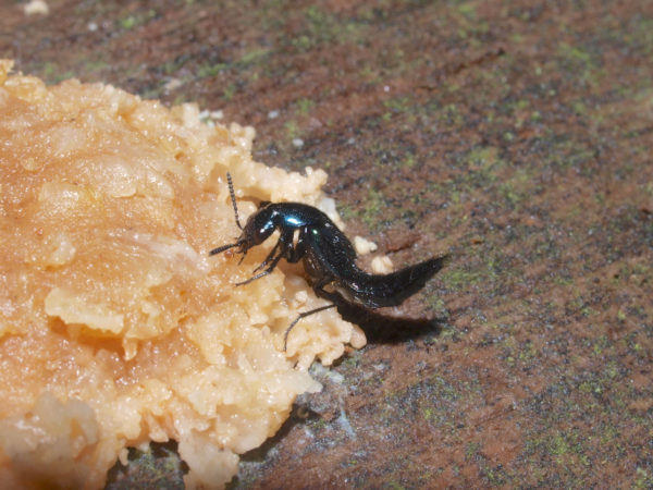  Staphylinidae01
