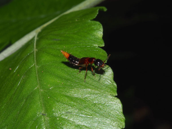  Paederus sp