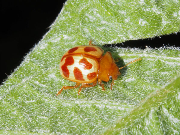 Stilodes sp
