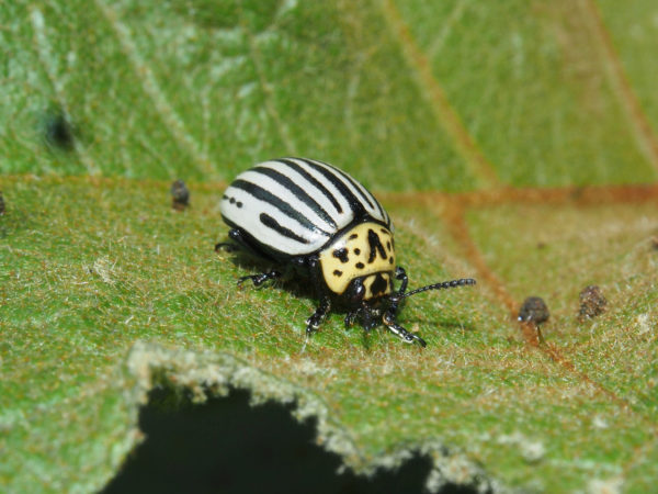  Stilodes undecimlineata