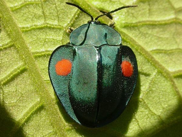  Stolas cucullata