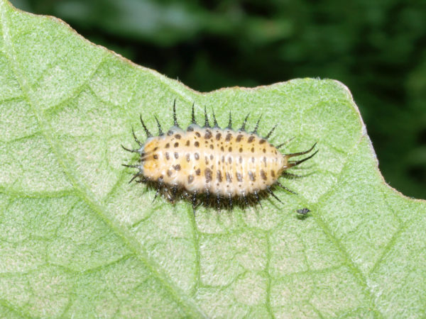  Stolas lebasi Larva