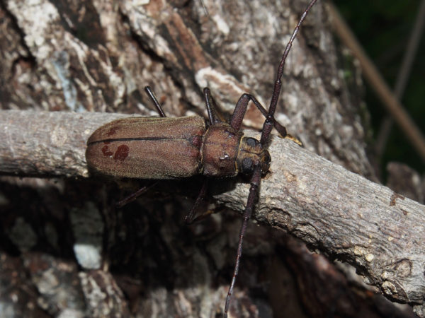  Strongylaspis bullatus