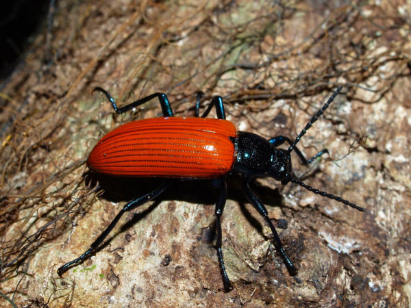  Calymmus cucullatus