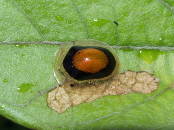  Tapinaspis atroannulus