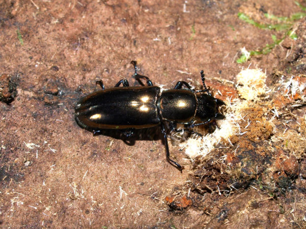  Temnoscheila sp
