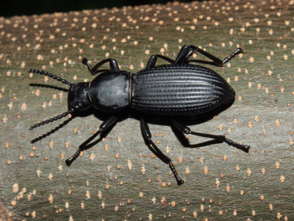  Tenebrionidae