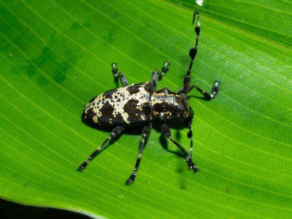  Tetrasarus formosus