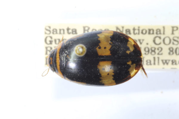  Thermonectus cuneatus