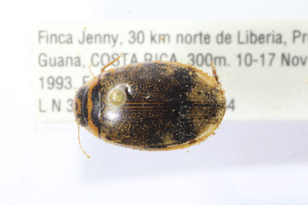  Thermonectus succinctus