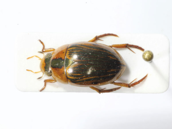  Tropisternus collaris