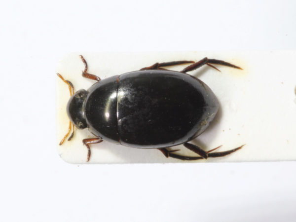  Tropisternus setiger