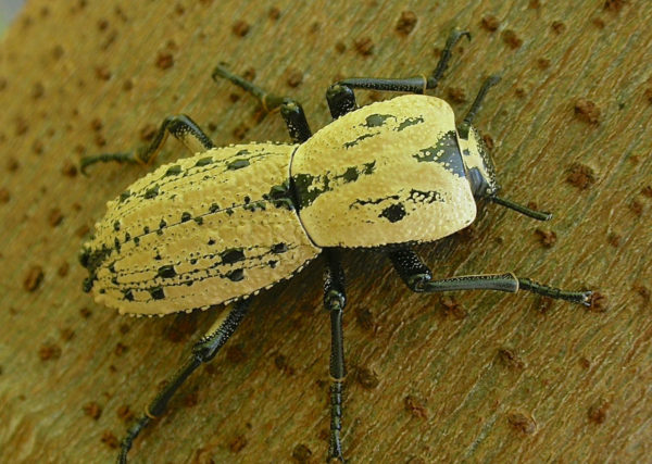  Zopherus chilensis