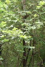 <i>Luehea candida</i></i> (Malvaceae)