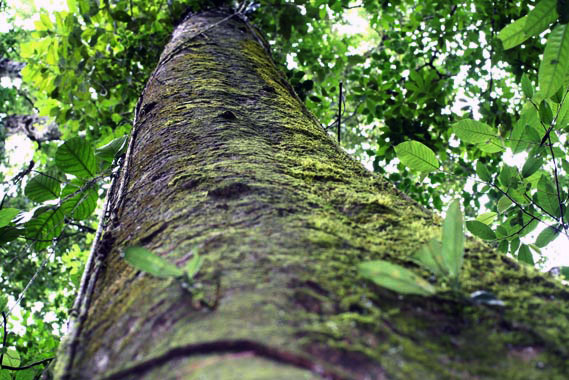 <i>Quercus corrugata</i></i> (Fagaceae)