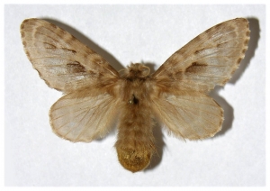 <i>Titya synoecura</i></i> (Lasiocampidae)