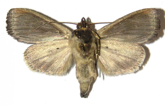 Figura 10. Adulto de <i>Antiopha multilinea</i></i> (Notodontidae), macho vista ventral, localidad Río Francia Arriba Sector Rincón Rain Forest ACG (400m). Voucher: 04-SRNP-42425-DHJ310833.jpg.