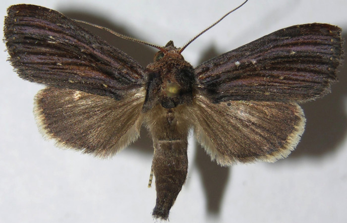 Figura 1. Adulto de <i>Antiopha multilinea</i></i> (Notodontidae), vista dorsal, localidad Margarita Sector Del Oro (ACG) (380m). Voucher: 07-SRNP-24120-DHJ387652.jpg.