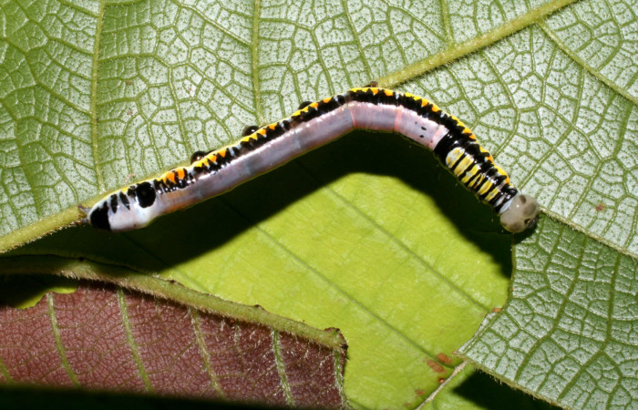 Figura 4. Larva <i>Antiopha multilinea</i></i> (Notodontidae), último estadío (U) vista dorsal, localidad Sendero Manguera Estación Quica Sector Pitilla ACG (470m). Voucher: 08-SRNP-71649-DHJ444475.jpg.