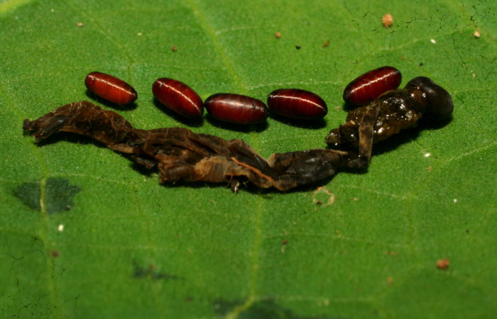 Figura 11. Puparios de parásitos <i>Ceromya</i></i> Janzen08 (Tachinidae), que ataca <i>Antiopha multilinea</i></i> (Notodontidae), localidad Sendero Cuestona Sector Pitilla ACG (640m). Voucher: 11-SRNP-31446-DHJ494246.jpg.