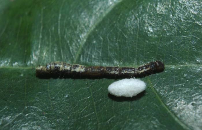 Figura 12. Capullo de parásito <i>Diolcogaster</i></i> Choi125 (Braconidae), que ataca <i>Antiopha multilinea</i></i> (Notodontidae), localidad Medrano Estación Quica Sector Pitilla (ACG) (380m). Voucher: 14-SRNP-72191-DHJ726655.jpg.