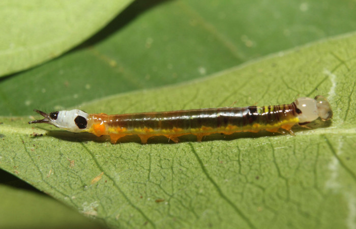 Figura 2. Larva <i>Antiopha multilinea</i></i> (Notodontidae), penúltimo estadío (PU) vista lateral, localidad Sendero Manguera Estación Quica Sector Pitilla (ACG) (470m). Voucher: 18-SRNP-71278-DHJ742554.jpg.