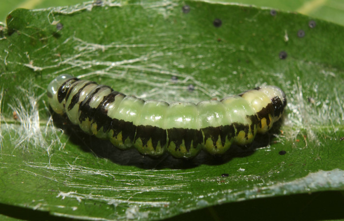 Figura 5. Prepupa de <i>Antiopha multilinea</i></i> (Notodontidae), vista dorsal, localidad Sendero Manguera Estación Quica Sector Pitilla ACG (470m). Voucher: 18-SRNP-71278-DHJ742686.jpg.