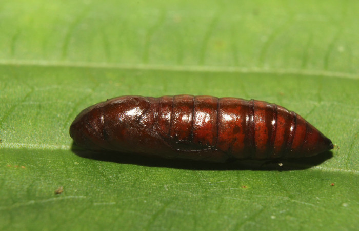 Figura 6. Pupa de <i>Antiopha multilinea</i></i> (Notodontidae), vista lateral, localidad Sendero Manguera Estación Quica Sector Pitilla ACG (470m). Voucher: 18-SRNP-71278-DHJ742721.jpg.