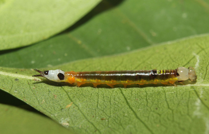 Larva <i>Antiopha multilinea</i></i> (Notodontidae), penúltimo estadío (PU) vista lateral. Voucher: 600-18-SRNP-71278-DHJ742550.jpg.