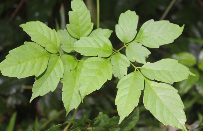 Figura 13. Planta hospedera de <i>Antiopha multilinea</i></i> (Notodontidae), planta llamada <i>Serjania schiedeana</i></i> (Sapindaceae), localidad Quebradona Estación Quica Sector Pitilla ACG (475m), foto: Ricardo Calero 05 Noviembre 2018.