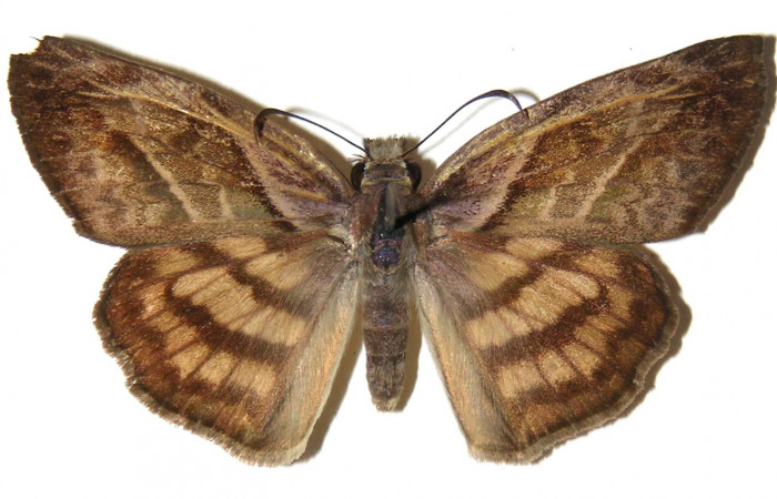 Fig 11. Adultos <i>Timochares trifasciata</i></i>, vista dorsal (hembra) alcanzan a medir 43mm en alas abiertas.
Voucher 03-SRNP-960-DHJ305714