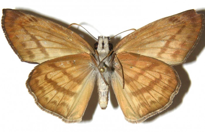 Fig 12. Adultos <i>Timochares trifasciata</i></i>. vista ventral (hembra) alcanzan a medir 43mm en alas abiertas
Voucher 03-SRNP-960-DHJ305715