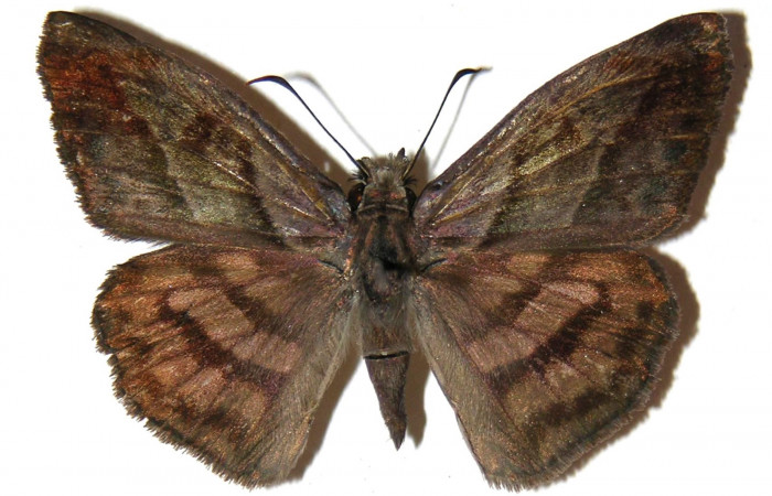 Fig 13 .Adultos <i>Timochares trifasciata</i></i>. vista dorsal (macho) alcanzan a medir 40 mm en alas abiertas.
Voucher 04-SRNP-14041-DHJ306722