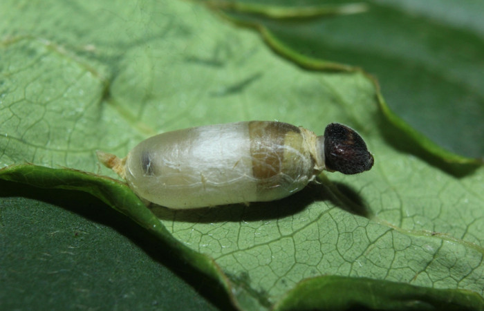 Fig 15. Capullo (Ichneumonidae) de parasito de larva <i>Timochares trifasciata</i></i>, en penultimo estadio, con 10 mm de largo.
Voucher 16-SRNP-71653-DHJ733350.jpg