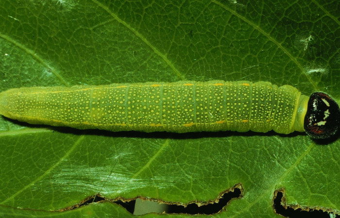 Fig 1. Larva <i>Timochares trifasciata</i></i>. (Hesperiidae), vista dorsal entero en penultimo estadio. Voucher 92-SRNP-2850-DHJ15610.jpg