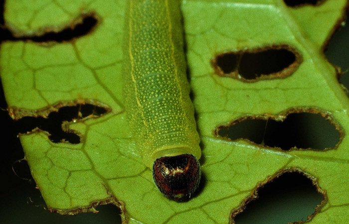  Fig 5. Larva <i>Timochares trifasciata</i></i>, mostrado cara. Voucher 92-SRNP-4434-DHJ16528.jpg