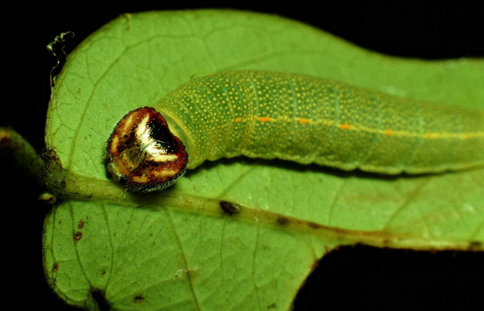  Fig 2.  Larva <i>Timochares trifasciata</i></i>, mostrado cara. Voucher 93-SRNP-3300-DHJ26404.jpg