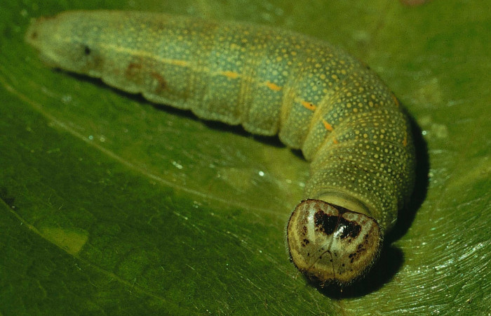 Fig 3. Larva <i>Timochares trifasciata</i></i>, vista dorsal torax.
Voucher 94-SRNP-275-DHJ26402.jpg