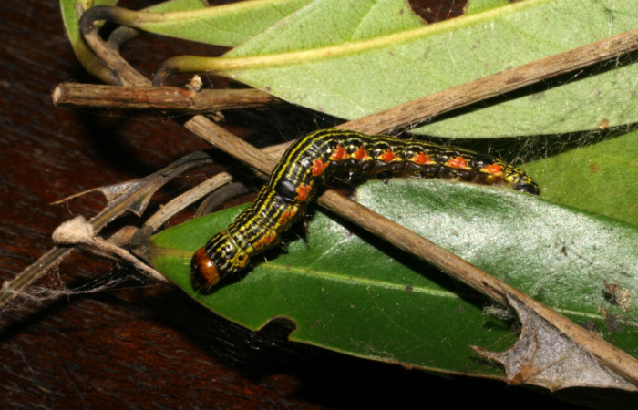 Figura 9.  Larva de <i>Accinctapubes</i></i> albifasciataDHJ01 lateral en último estadio.  (05-SRNP-59110-DHJ408482)