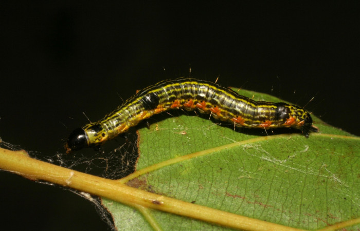 Figura 11. Larva de <i>Accinctapubes</i></i> albifasciataDHJ02 vista lateral en último estadio.  (06-SRNP-5220-DHJ411002)