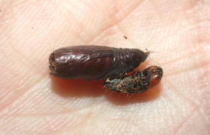 Figura 17. Detalle  de parásito
<i>Podogaster vitticollis</i></i> de la familia
Ichneumonidae, que atacan larva de <i>Accinctapubes</i></i> albifasciataDHJ02. (08-SRNP-56415-DHJ453563)