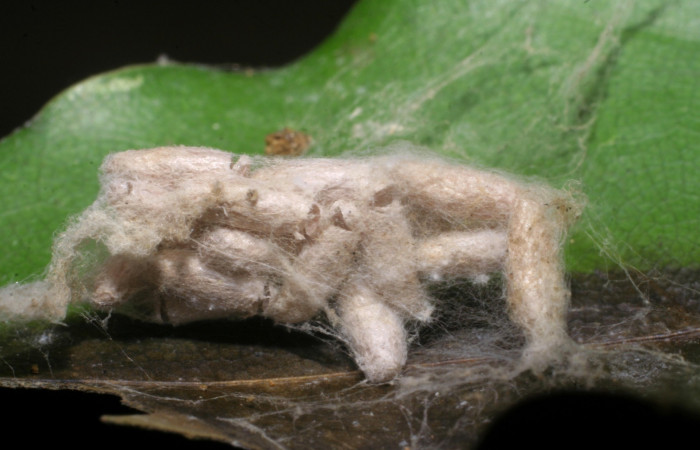Figura 14. Capullo de Braconidae,  <i>Apanteles</i></i> glenriverai, parásito que ataca a la larva <i>Accinctapubes albifasciata</i></i>. (08-SRNP-57055-DHJ442916)