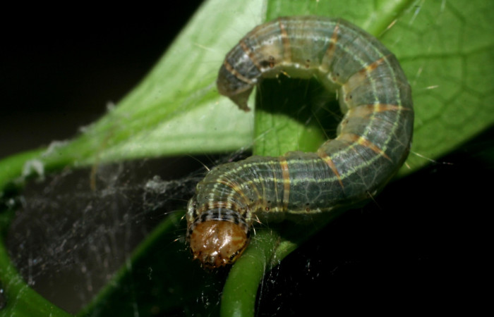 Figura 6. Larva de <i>Accinctapubes albifasciata</i></i> dorsal en último estadio.  (09-SRNP-55273-DHJ451833)