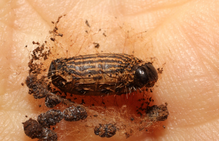 Figura 15. Detalle  de parásito
<i>Genea</i></i> Wood06 de la familia
Tachinidae, que atacan larva de <i>Accinctapubes</i></i> albifasciataDHJ02. (09-SRNP-65889-DHJ800018)