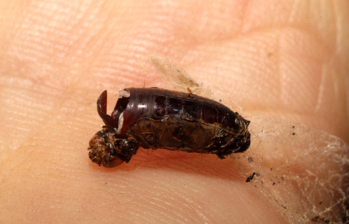 Figura 16. Detalle de exuvia de parásito
<i>Genea</i></i> Wood06 de la familia
Tachinidae, que atacan larva de <i>Accinctapubes</i></i> albifasciataDHJ01. (11-SRNP-12145-DHJ493861)