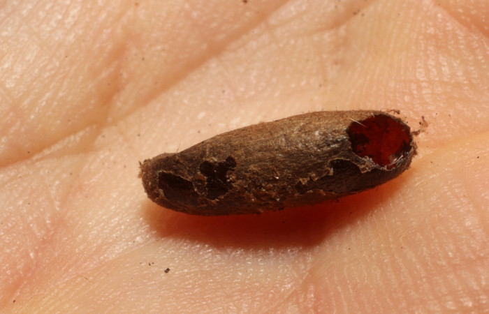 Figura 18. Detalle  de parásito
<i>Eiphosoma nigrum</i></i> de la familia
Ichneumonidae, que atacan larva de <i>Accinctapubes</i></i> albifasciataDHJ01. (11-SRNP-56811-DHJ804033)