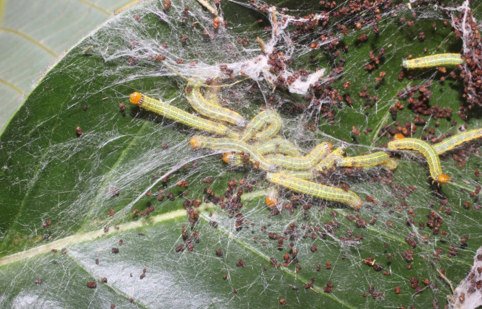 Figura 12. Larva de <i>Accinctapubes</i></i> albifasciataDHJ02 vista dorsal en grupo en penultimo estadio.  (14-SRNP-56840-DHJ492281)