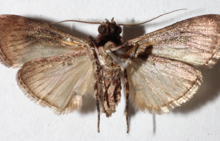 Figura 2. Adulto de <i>Accinctapubes albifasciata</i></i>, vista ventral. (15-SRNP-56057-DHJ917669).